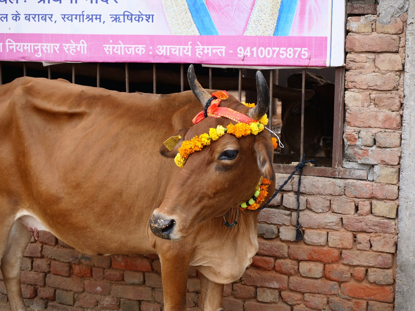  95 Gopashtami Radha kunda Govardhan 19.11.04